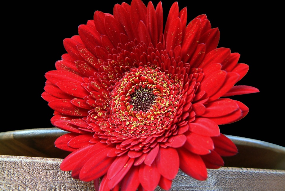 Dunkelrote Gerbera