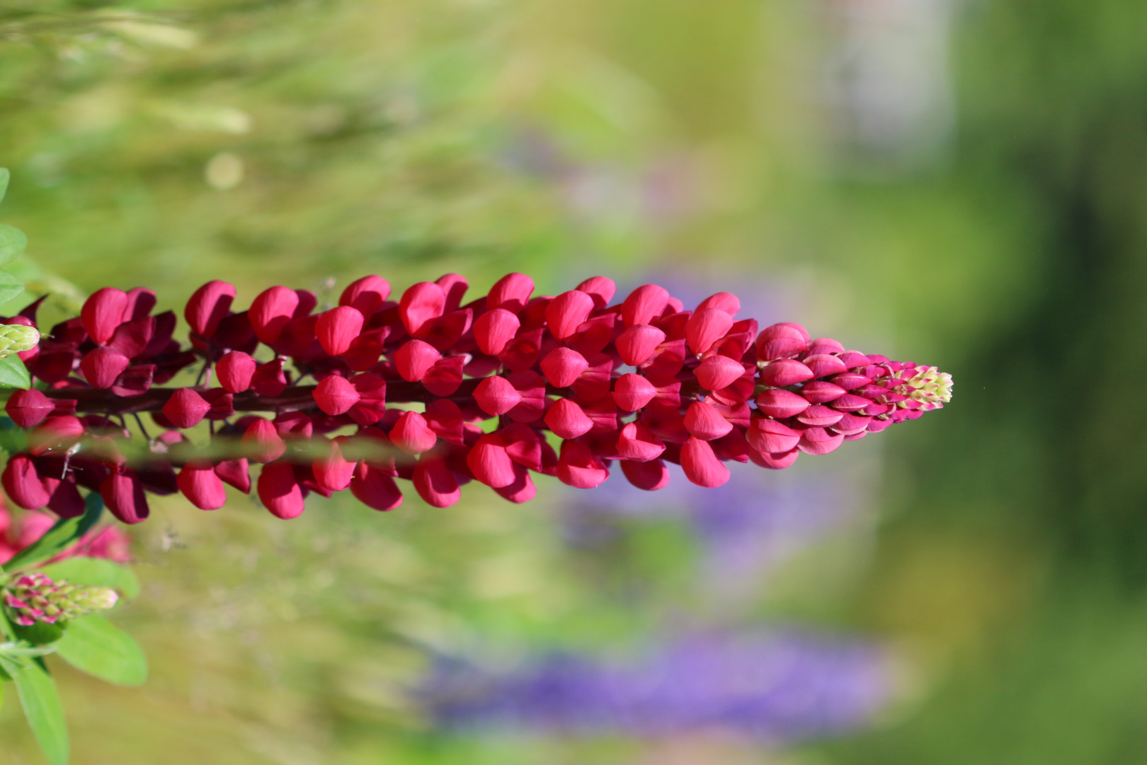 Dunkelrote Lupine