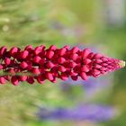 Dunkelrote Lupine