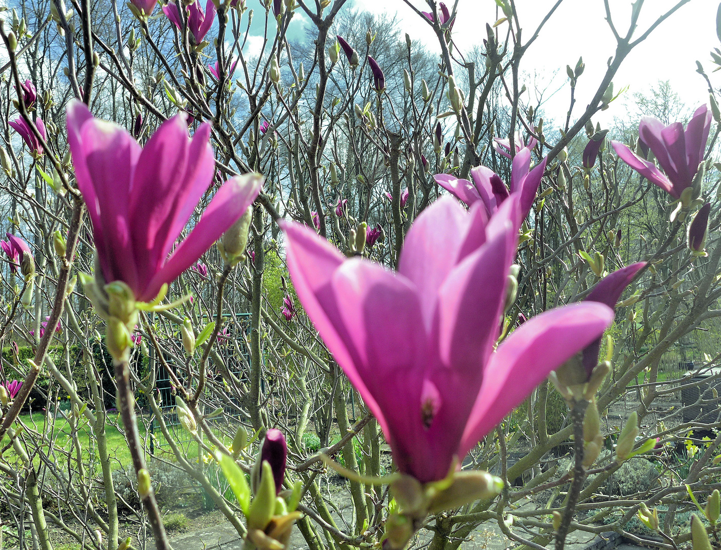 Dunkelrote Magnolie