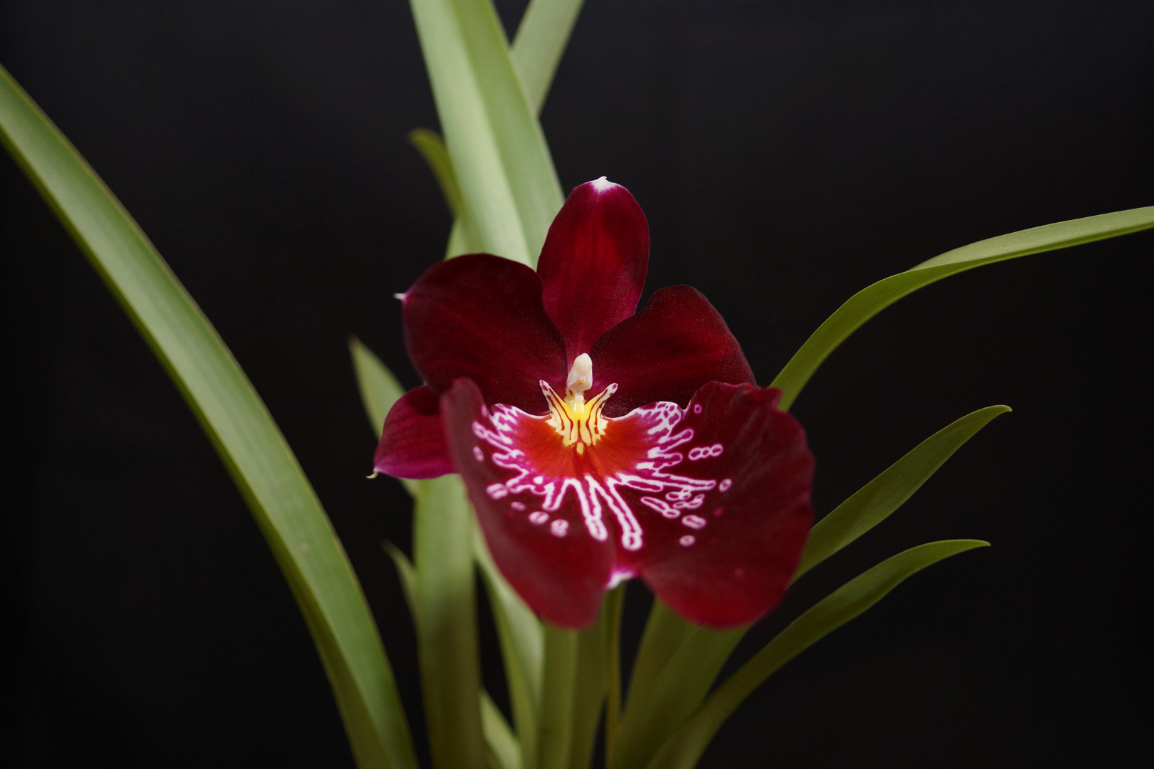 dunkelrote Miltonia