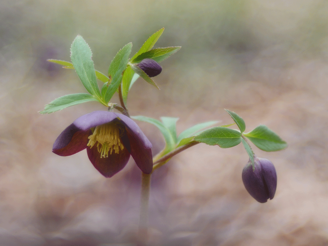 Dunkelrote Nieswurz, Helleborus dumetorum ssp. atrorubens 