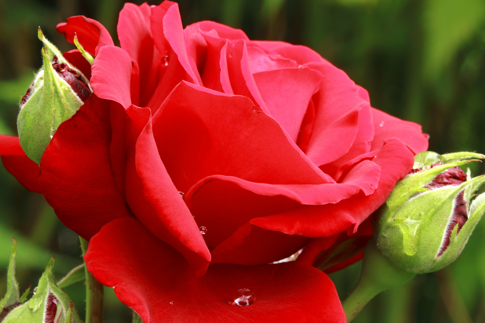 Dunkelrote Rose mit Wassertropfen