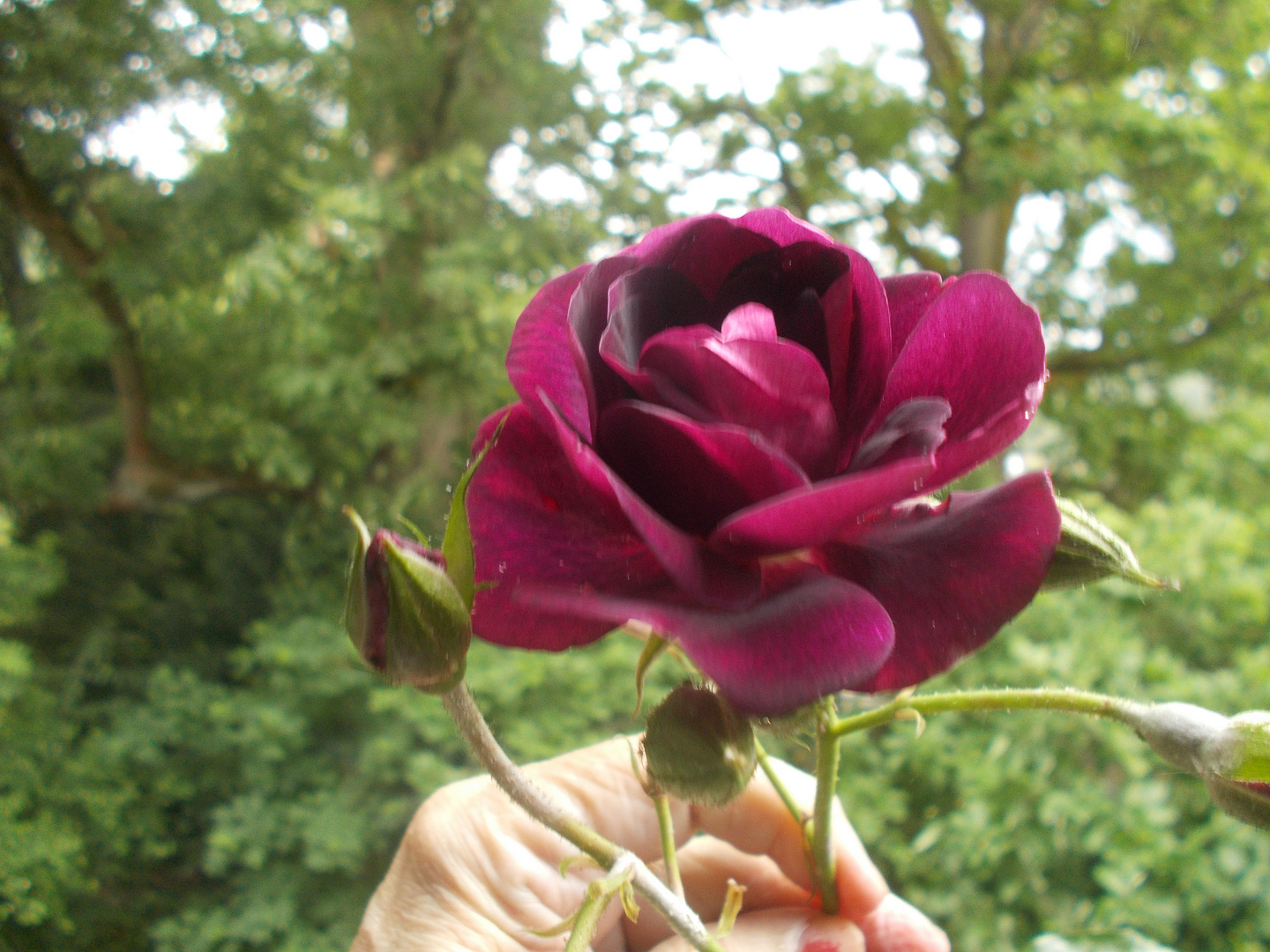 dunkelrote Schönheit Foto &amp; Bild | sommer, rosen, blüten Bilder auf ...