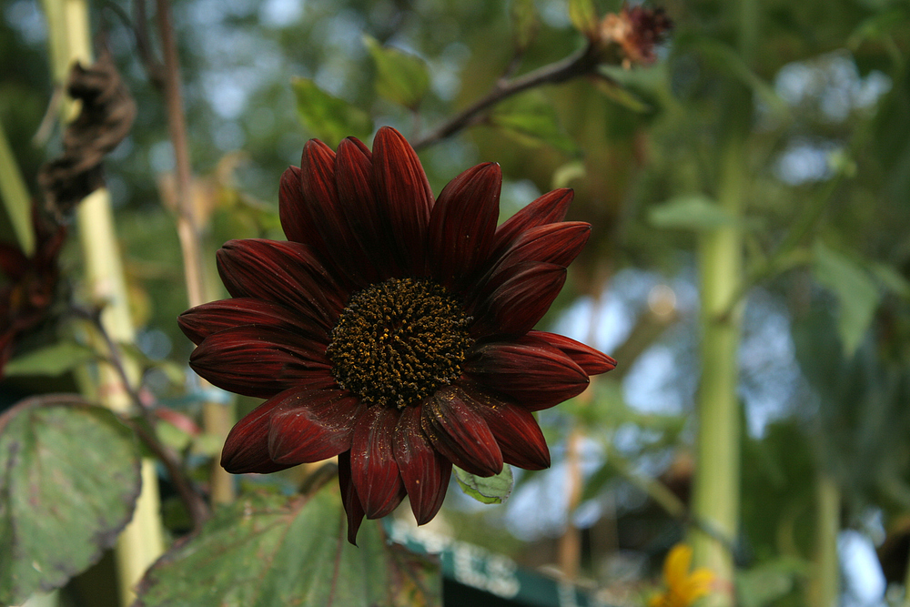 Dunkelrote Sonnenblume