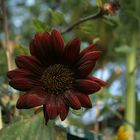 Dunkelrote Sonnenblume