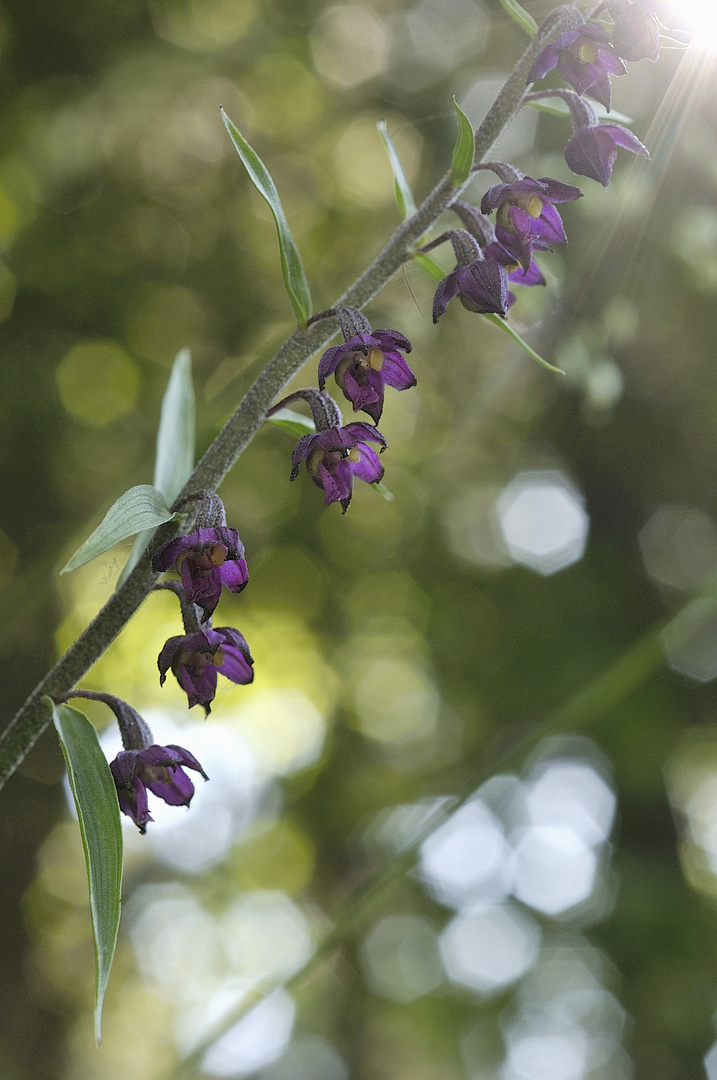 Dunkelrote Stendelwurz - Epipactis atrorubens