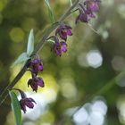 Dunkelrote Stendelwurz - Epipactis atrorubens