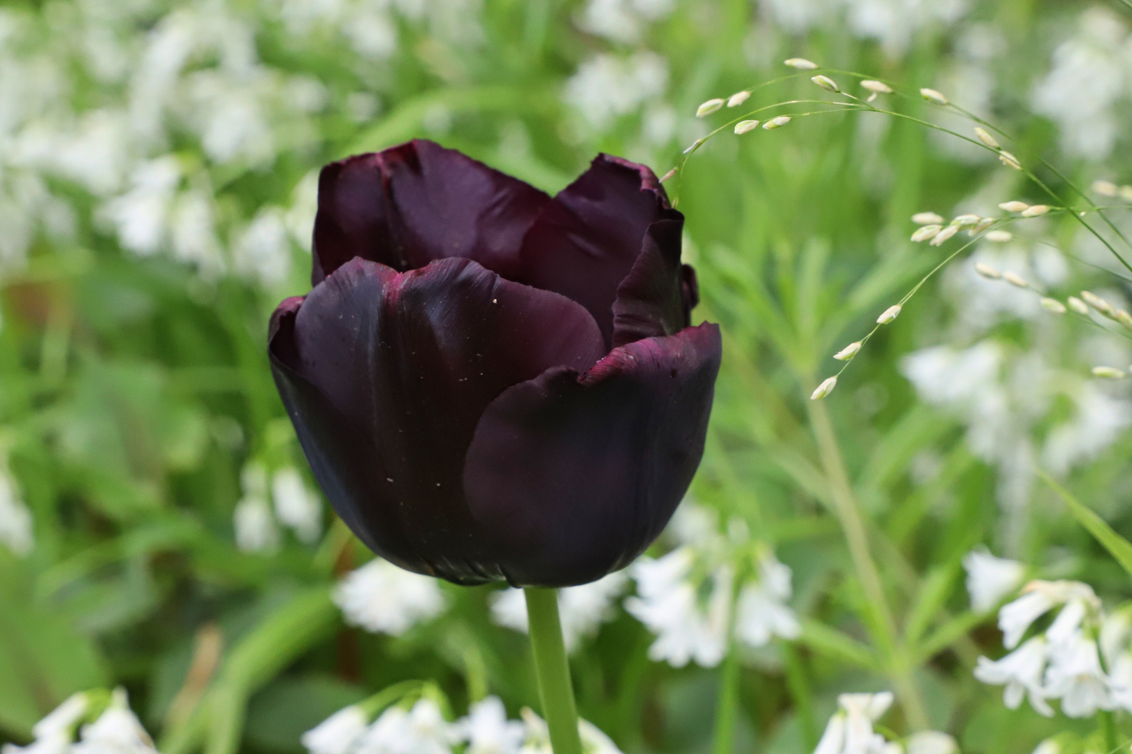 Dunkelrote Tulpe (2019_05_03_EOS 6D Mark II_2302_ji)