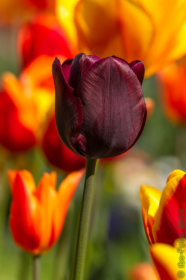 Dunkelrote Tulpe