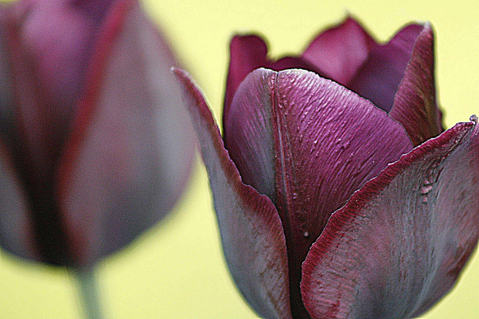 Dunkelrote Tulpe