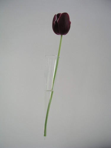 Dunkelrote Tulpe an der Wand