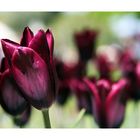 dunkelrote Tulpen