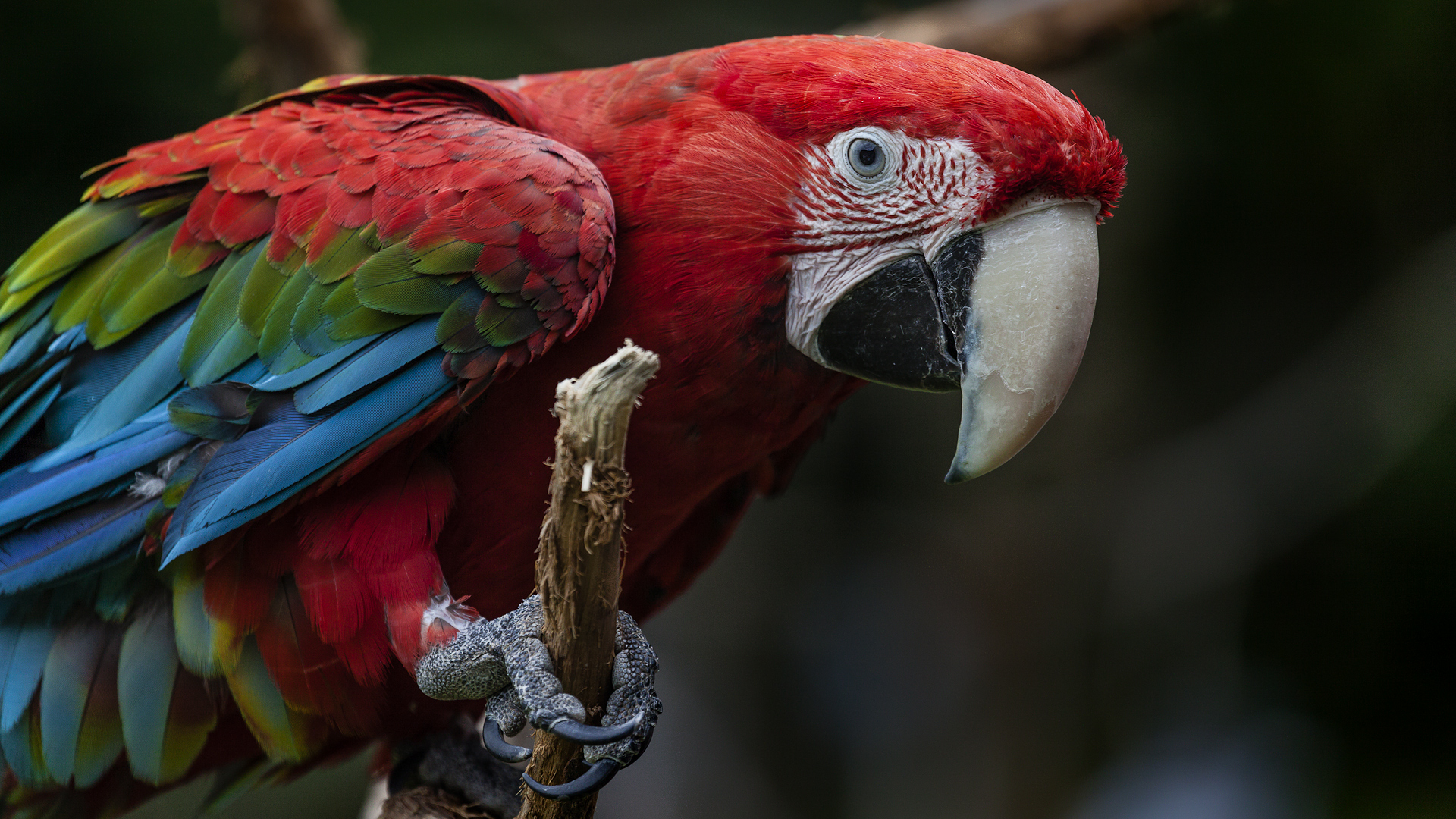 DUNKELROTER ARA Foto &amp; Bild | natur, tiere, vögel Bilder auf fotocommunity