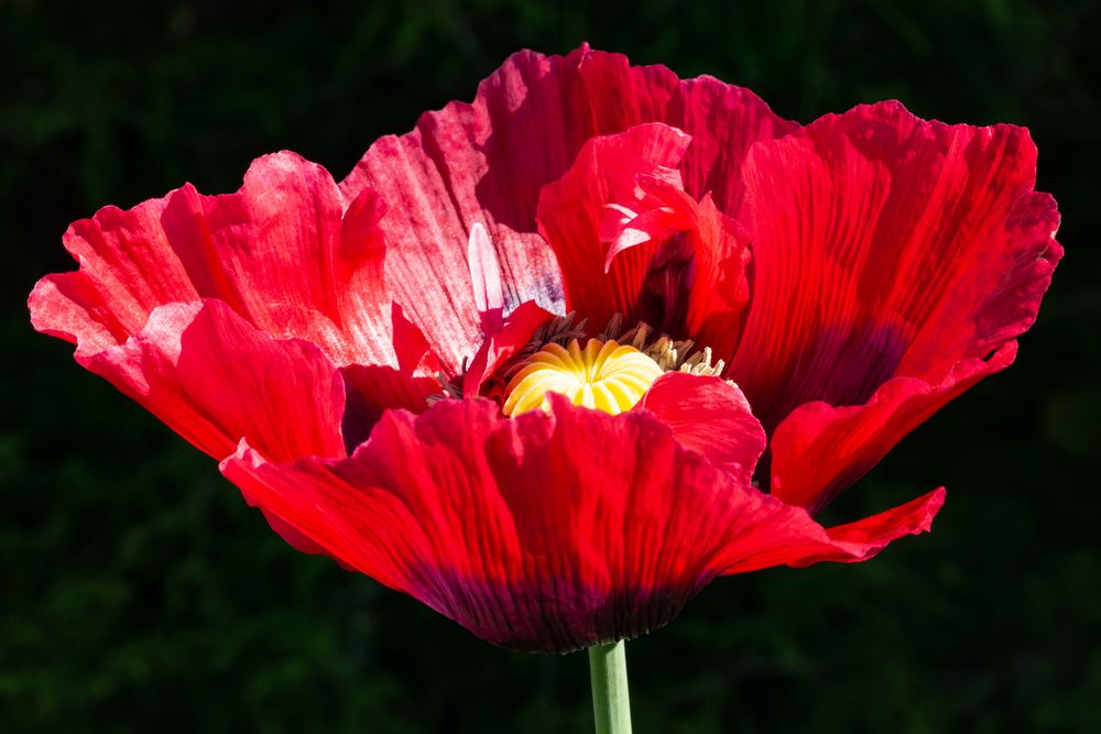 Dunkelroter Mohn