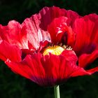 Dunkelroter Mohn