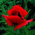 Dunkelroter Mohn ...