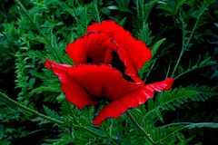 Dunkelroter Mohn ...