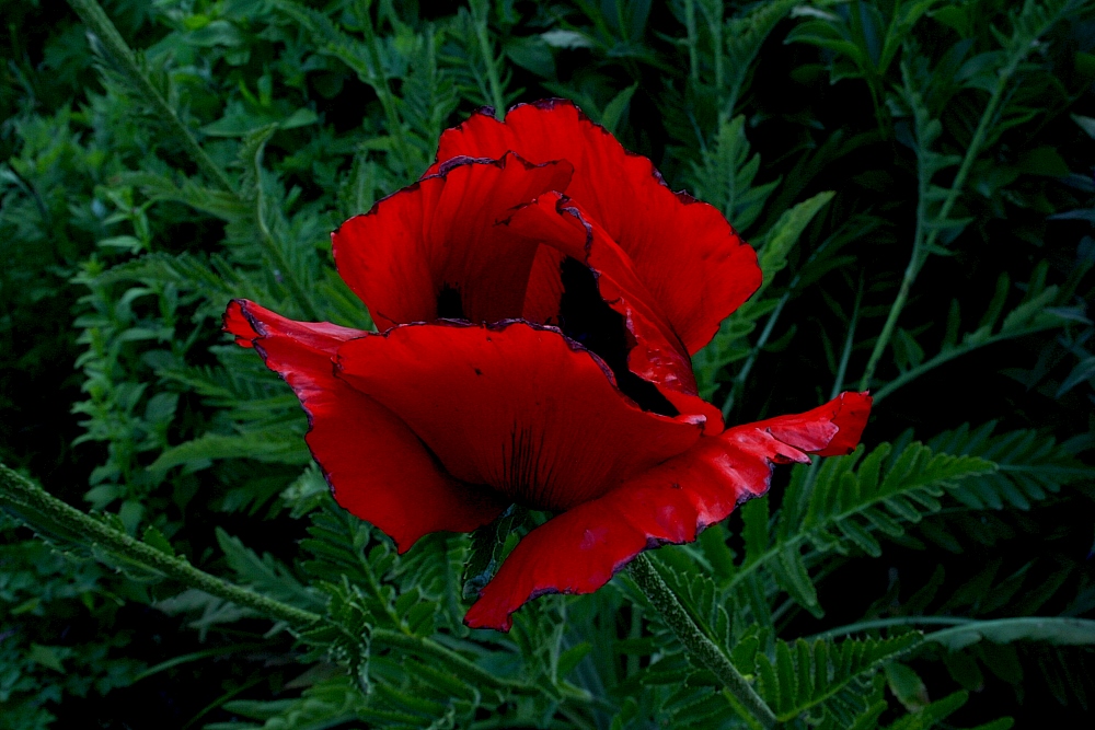 Dunkelroter Mohn Foto &amp; Bild | pflanzen, pilze &amp; flechten, blüten ...