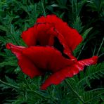 Dunkelroter Mohn