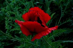 Dunkelroter Mohn