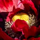 Dunkelroter Mohn (Detail)