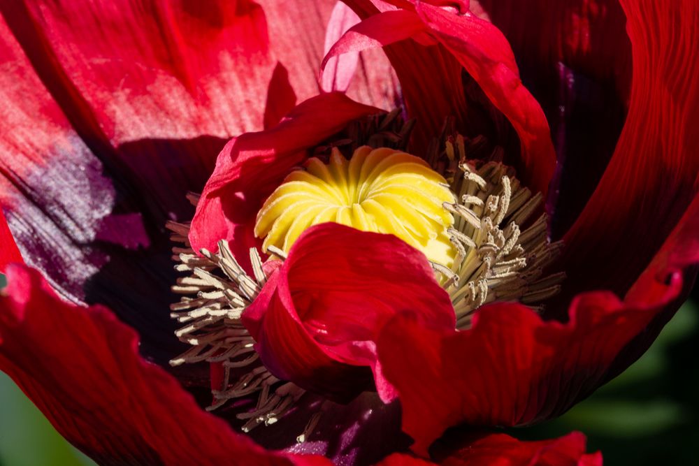 Dunkelroter Mohn (Detail)