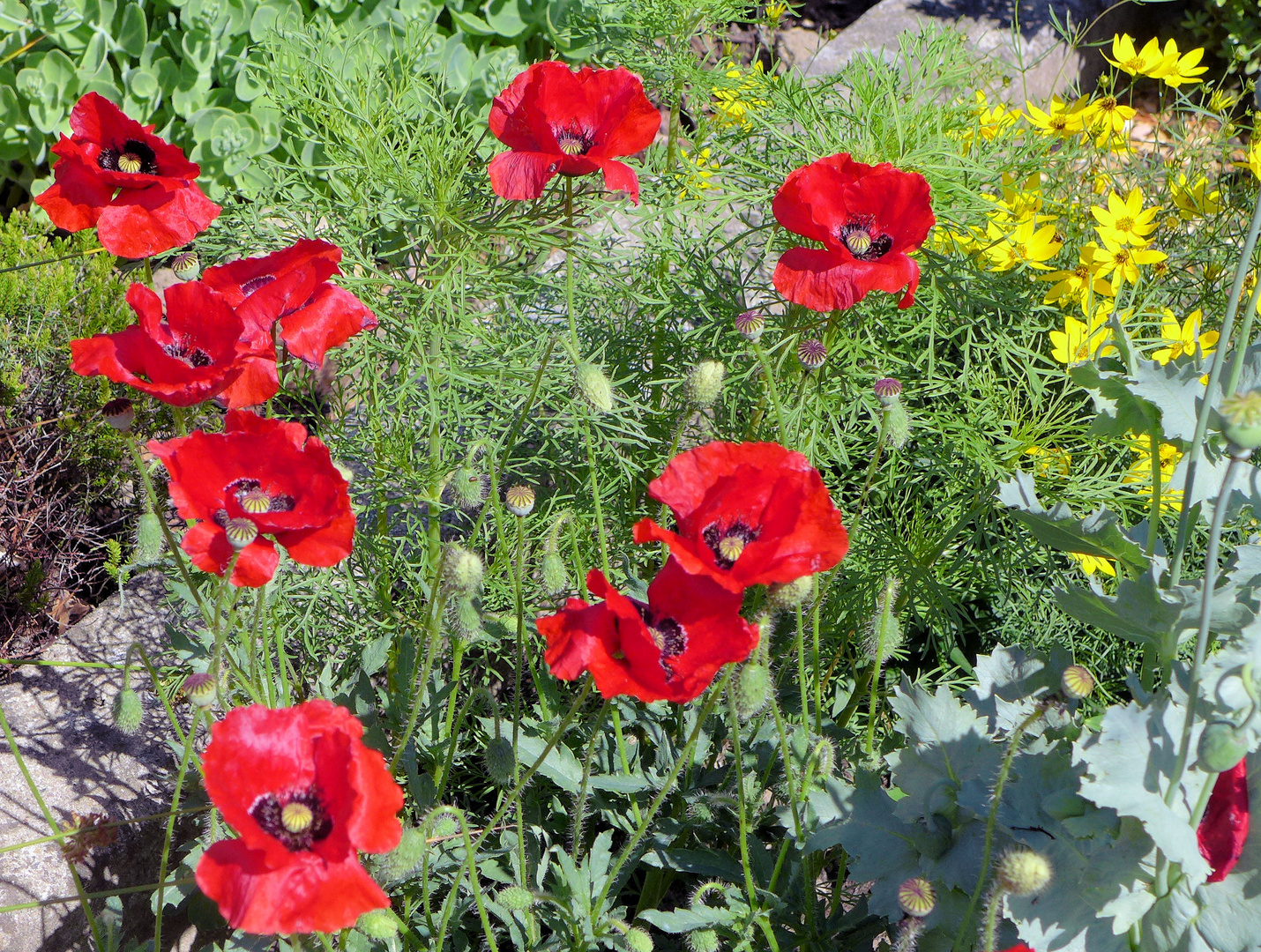 Dunkelroter Ziermohn