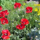 Dunkelroter Ziermohn