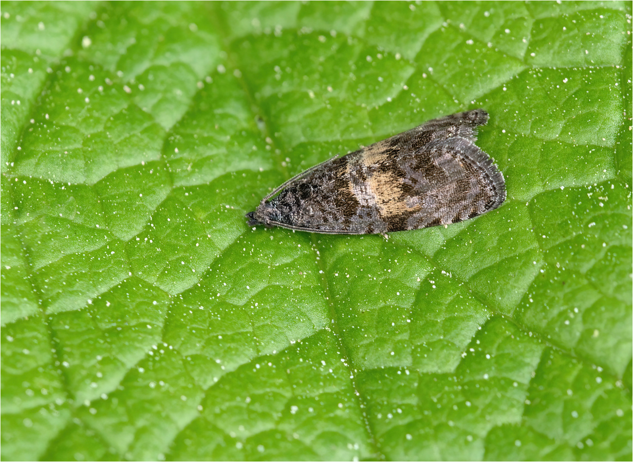 Dunkelschopf-Blattroller (Endothenia nigricostana)