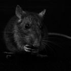 dunkelschwarzes Rattenmädchen - schwarzdunkel verstimmte Mar-lüs