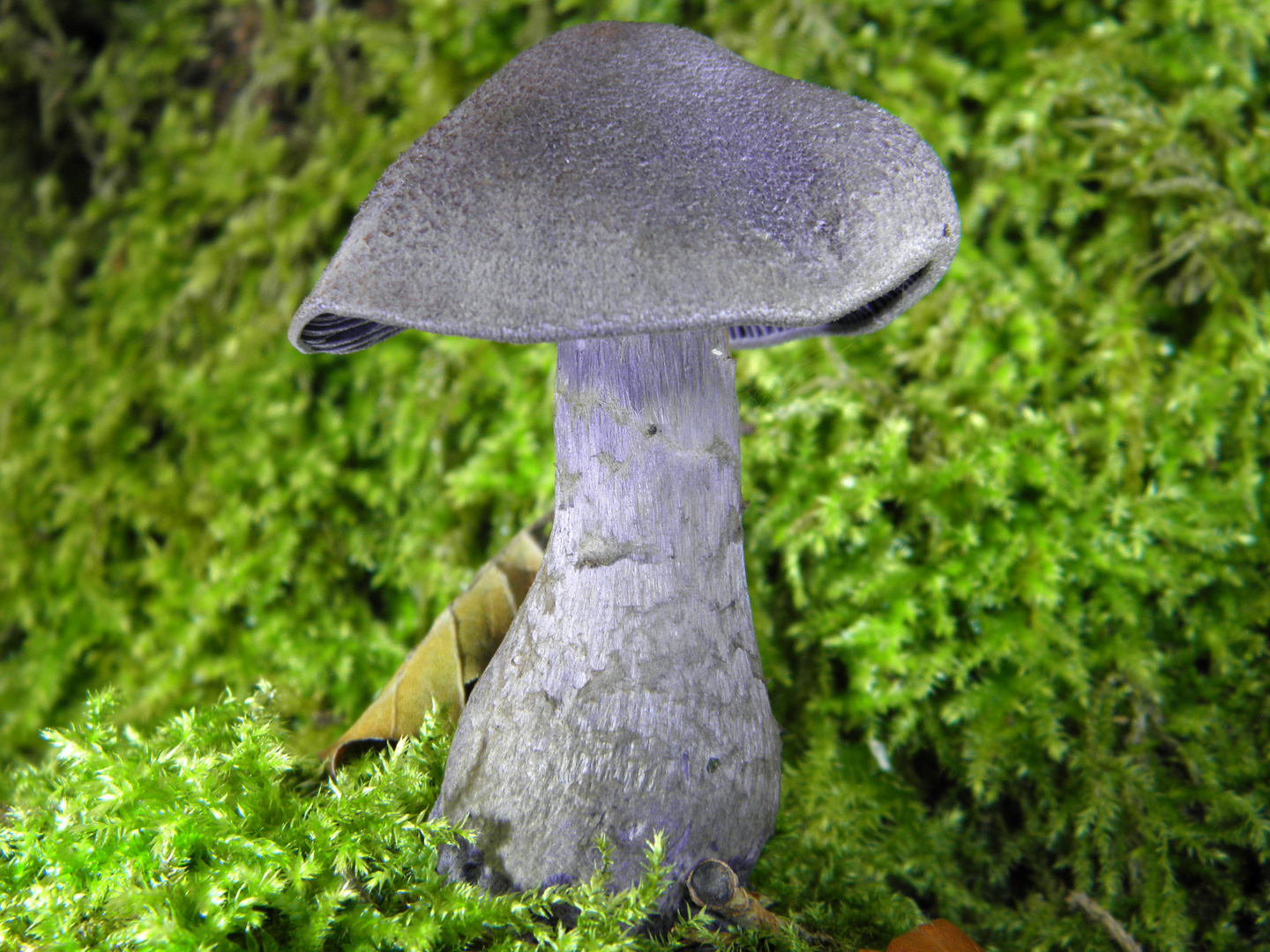 Dunkelvioletter Dickfuß (Cortinarius traganus)