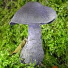 Dunkelvioletter Dickfuß (Cortinarius traganus)