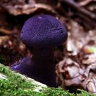 Dunkelvioletter Dickfuß (Cortinarius violaceus)