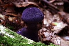 Dunkelvioletter Dickfuß (Cortinarius violaceus)