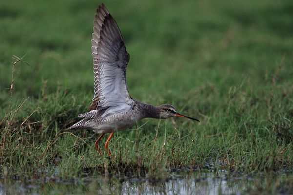 Dunkelwasserläufer (Tringa erythropus)