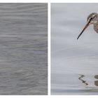 Dunkelwasserläufer und Rotschenkel