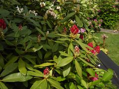 Dunkerroter Rhododendron