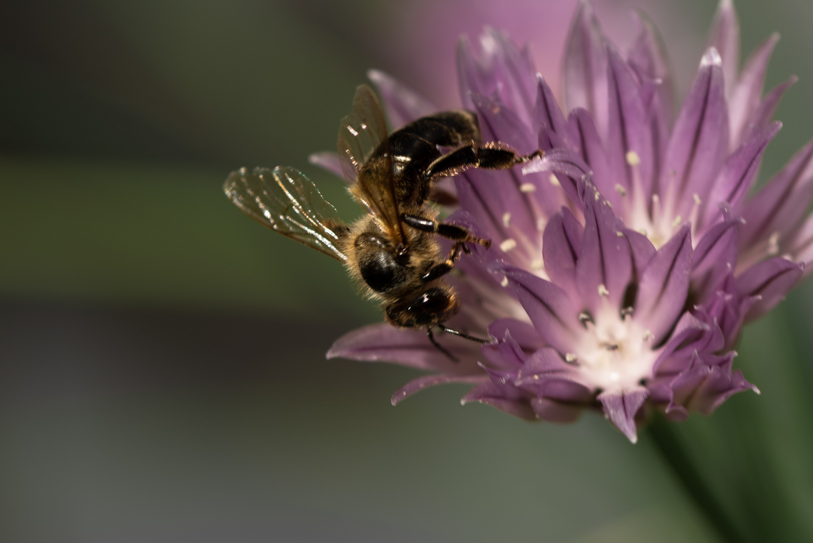Dunkle Biene auf einer Schnittlauch-Blüte