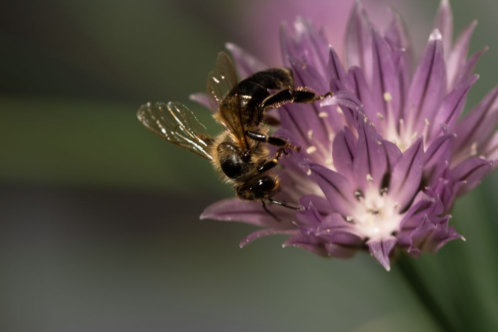 Dunkle Biene auf einer Schnittlauch-Blüte