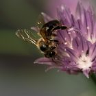 Dunkle Biene auf einer Schnittlauch-Blüte