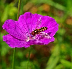 Dunkle Blattlausschwebfliege