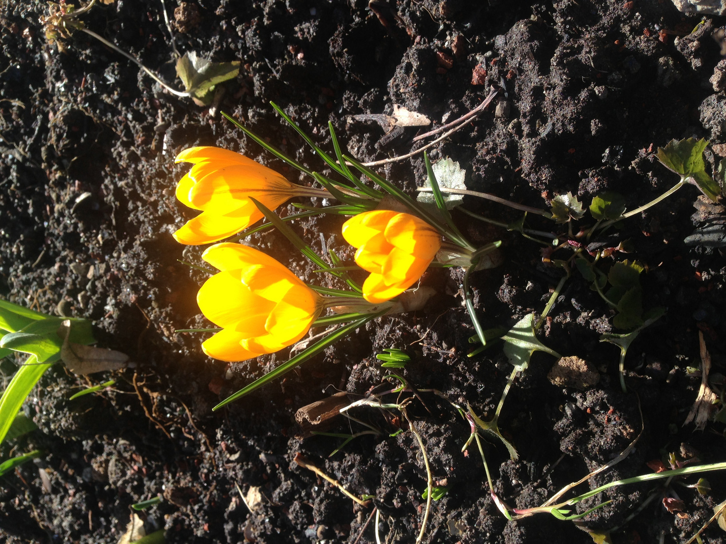 Dunkle Erde lichte Blüten