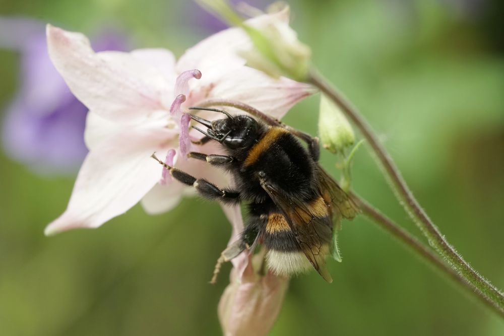 Dunkle Erdhummel