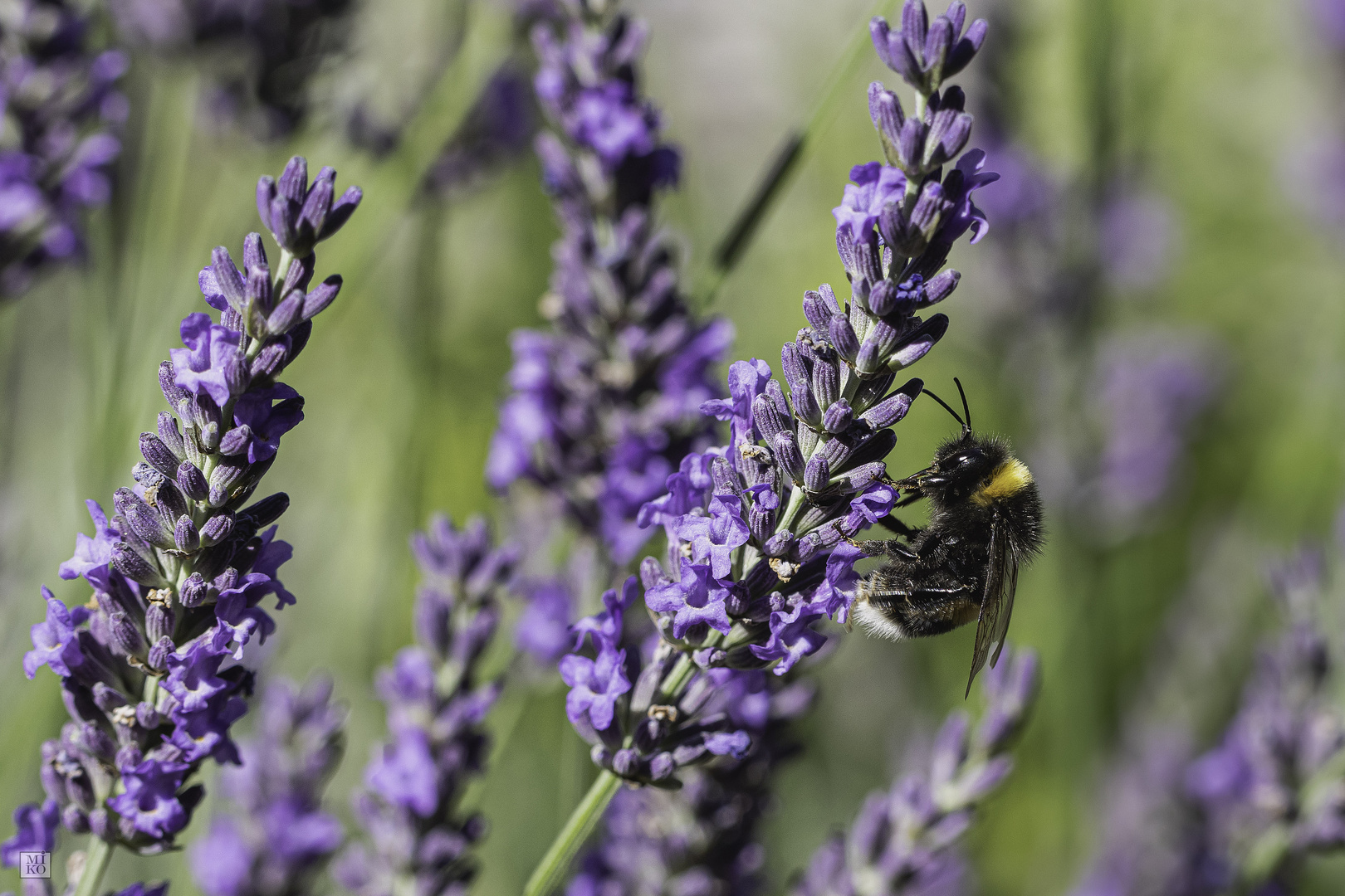 Dunkle Erdhummel