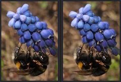 Dunkle Erdhummel [3D]