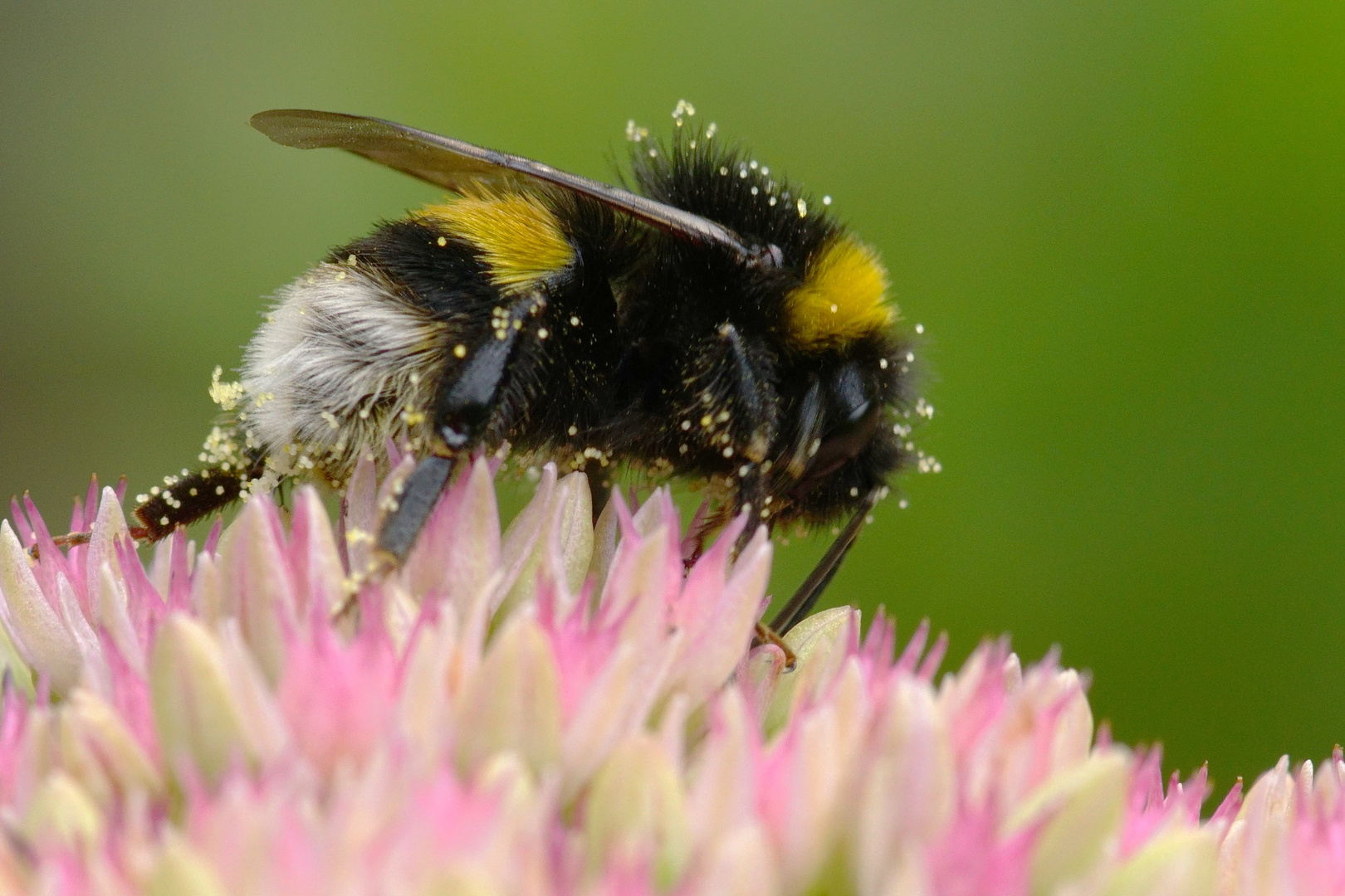 Dunkle Erdhummel