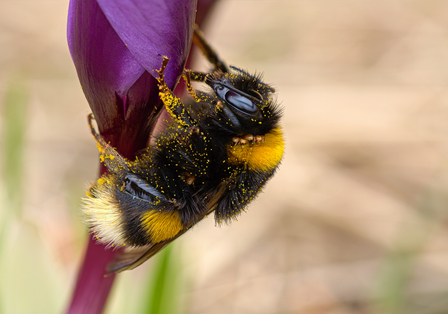 Dunkle Erdhummel