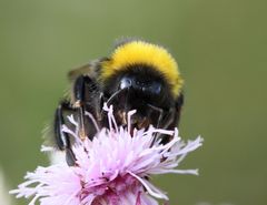 Dunkle Erdhummel