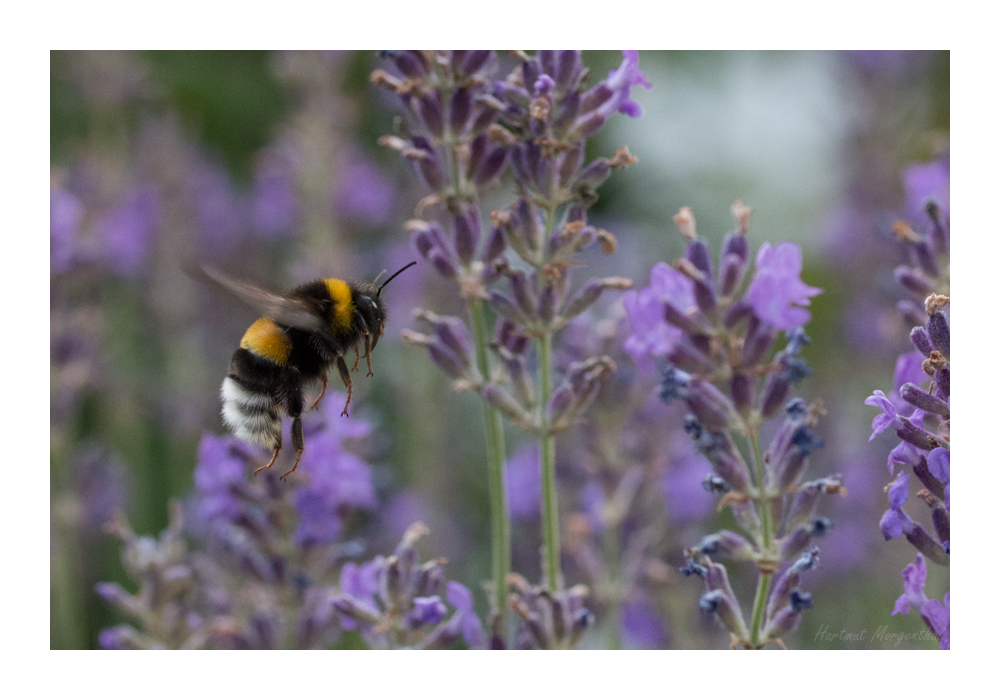 Dunkle Erdhummel